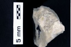 Foto (Detailansicht) von Mundopsidae indet. (NHMW-GEO-1990-0041-0509)